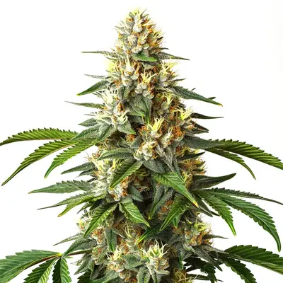 Critical Blue cannabis seeds by Blimburn Seeds