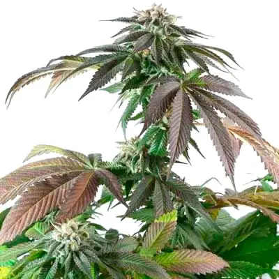 Critical Bubba Kush cannabis seeds by Blimburn Seeds