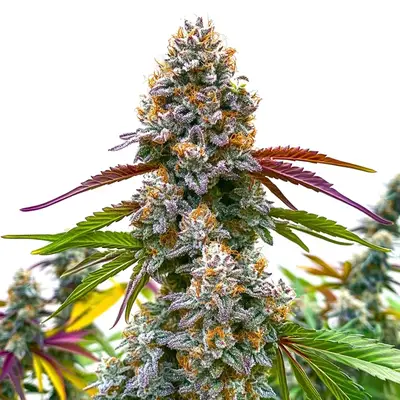 Critical Daddy Purple cannabis seeds