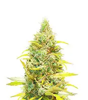Critical Daddy cannabis seeds