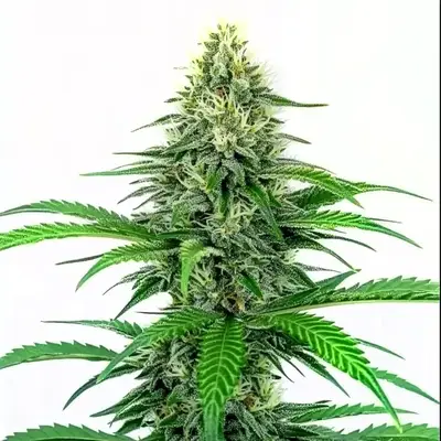Critical Fast Version cannabis seeds