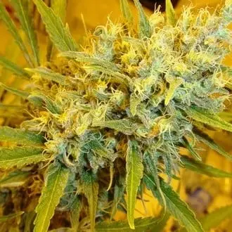 Critical Haze cannabis seeds