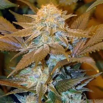 Critical HOG cannabis seeds by T.H. Seeds