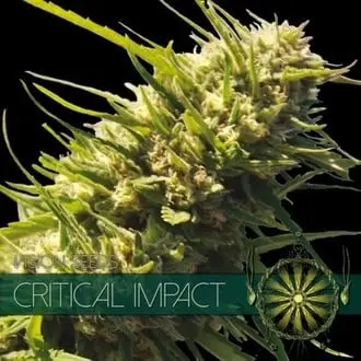 Critical Impact cannabis seeds by Vision Seeds