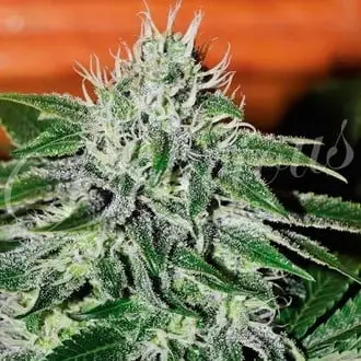 Critical Jack Herer cannabis seeds
