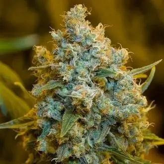 Critical Jack cannabis seeds by Silent Seeds