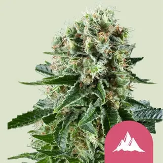Critical Kush cannabis seeds