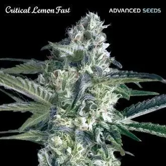 Critical Lemon Fast cannabis seeds