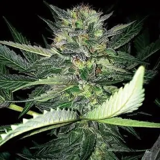 Critical Lights cannabis seeds by Expert Seeds