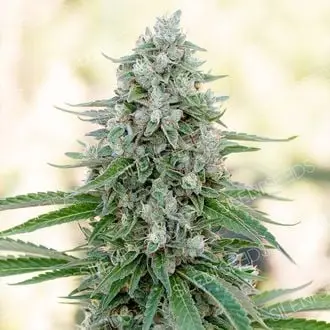 Critical Mango cannabis seeds by Silent Seeds