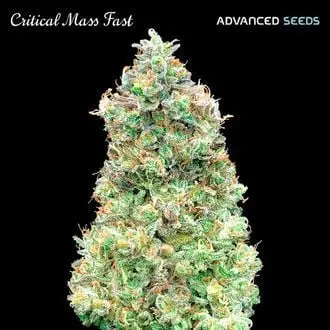 Critical Mass Fast cannabis seeds