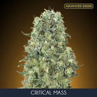 Critical Mass cannabis seeds by Mr. Nice