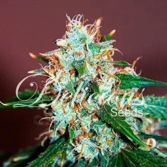 Critical Neville Haze 2.0 cannabis seeds