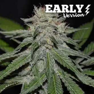 Critical Neville Haze - Early Version cannabis seeds