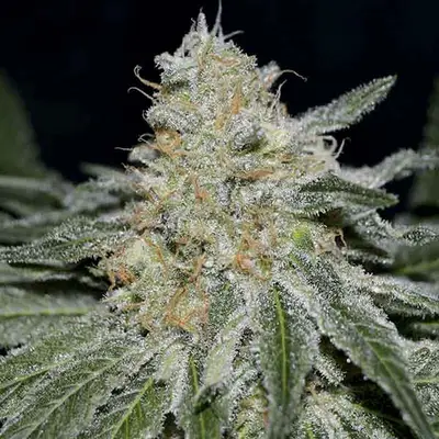 Critical Neville Haze cannabis seeds