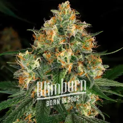 Critical Nicky Kush cannabis seeds