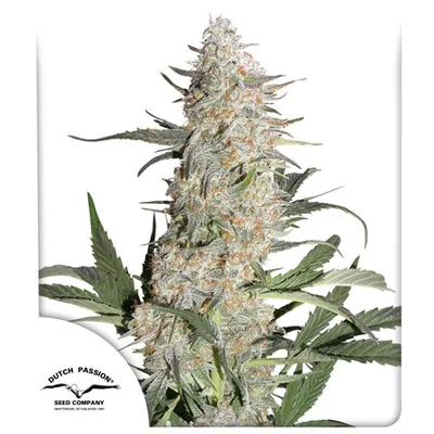 Critical Orange Punch cannabis seeds