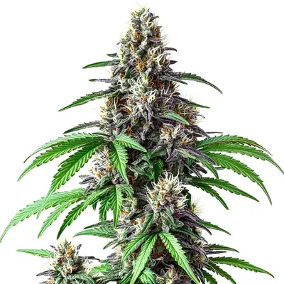 Critical Purple Kush x Bruce Banner cannabis seeds