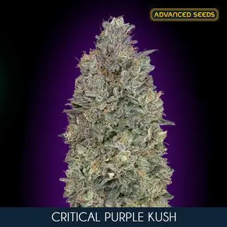 Critical Purple Kush cannabis seeds