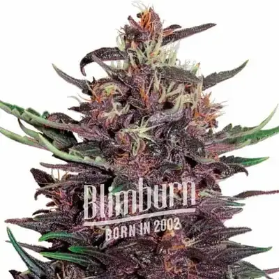 Critical Purple cannabis seeds