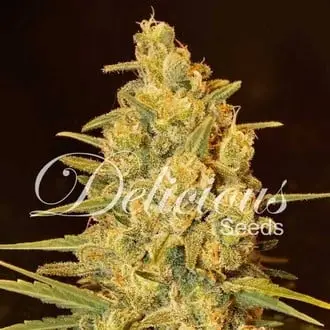 Critical Sensi Star cannabis seeds by Delicious Seeds