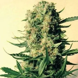 Critical Skunk cannabis seeds by Mr. Nice