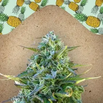 Critical Sour cannabis seeds