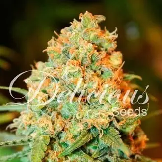 Critical Super Silver Haze cannabis seeds by Delicious Seeds