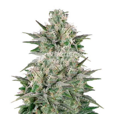 Critical White cannabis seeds