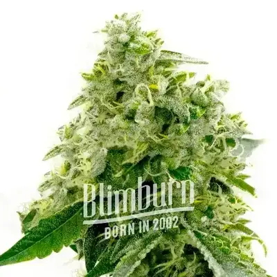 Critical Widow cannabis seeds by Blimburn Seeds