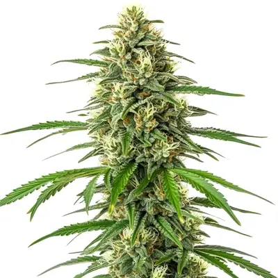 Critical x Amnesia cannabis seeds