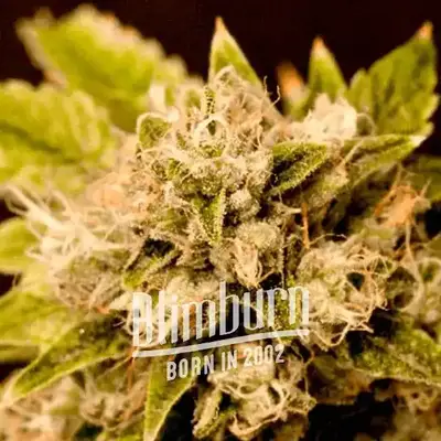 Critical x Cheese Candy cannabis seeds