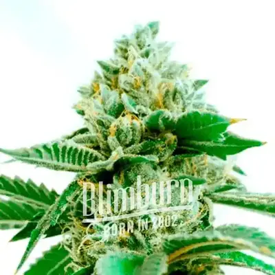 Critical x Green Crack cannabis seeds by Blimburn Seeds