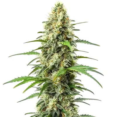 Critical x Somango cannabis seeds