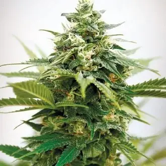 Critical XXL cannabis seeds by Garden of Green