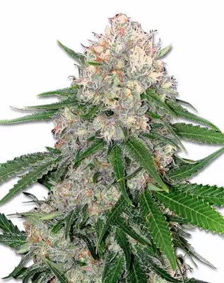 Critical cannabis seeds
