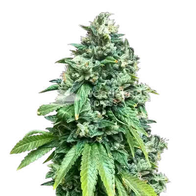 Crunch Berries cannabis seeds