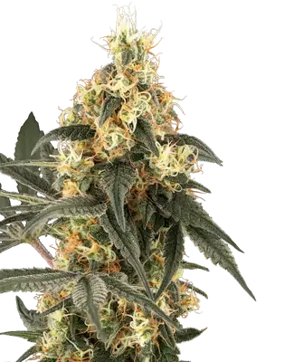 Crushed Velvet cannabis seeds by Champelli
