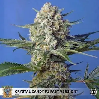 Crystal Candy F1 Fast Version cannabis seeds by Sweet Seeds