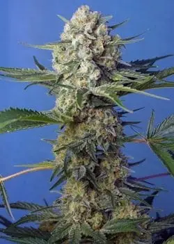 Crystal Candy F1 Fast cannabis seeds