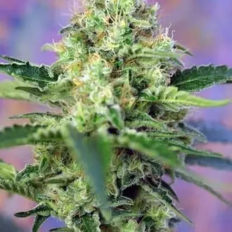 Crystal Candy cannabis seeds by Sweet Seeds