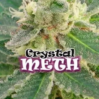 Crystal M.E.T.H. cannabis seeds by Dr. Underground