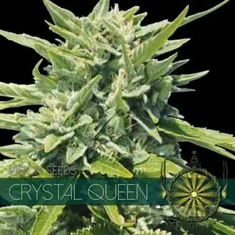 Crystal Queen cannabis seeds by Vision Seeds
