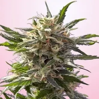 Crystal White cannabis seeds by Spliff Seeds