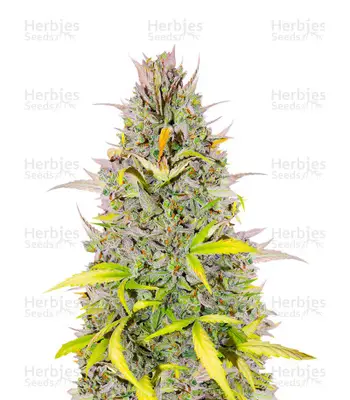 Crystal WW cannabis seeds