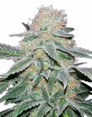 Crystal cannabis seeds