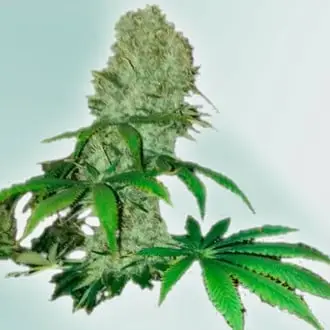 Cure CBD cannabis seeds by VIP Seeds