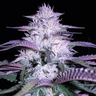 Currant Kush cannabis seeds by VIP Seeds