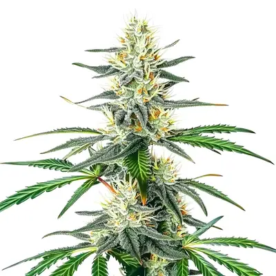 Dama Blanca cannabis seeds