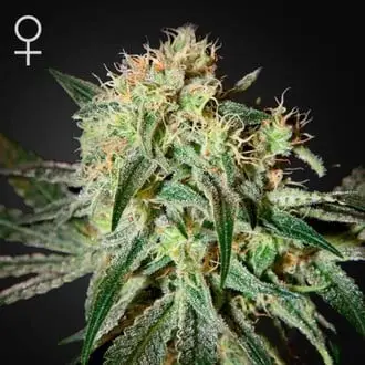 Damn Sour cannabis seeds